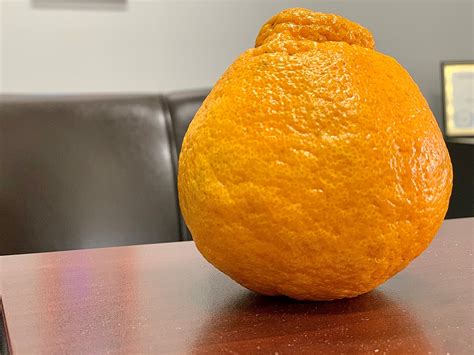 Rare Oranges Arrive On The Southcoast But Are They Worth It