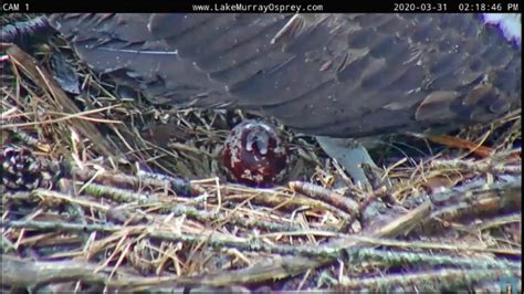 Lake Murray Osprey Lucy Lays 1st Egg Of Season 217pm 3 31 2020 Youtube