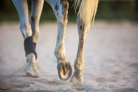 Tendon Injury Horse Types Causes Symptoms And Treatment