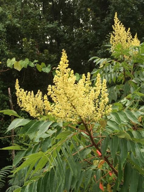 The Yellow Flowers Are Blooming In The Forest