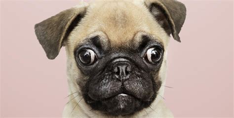This Is What A Pugs Mri Scan Looks Like And Its Terrifying The Most