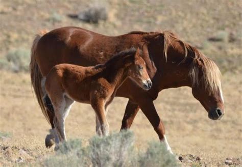 Federal Government Begins Large Oregon Wild Horse Roundup