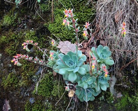 Echeveria Tipi Coltivazione E Cura