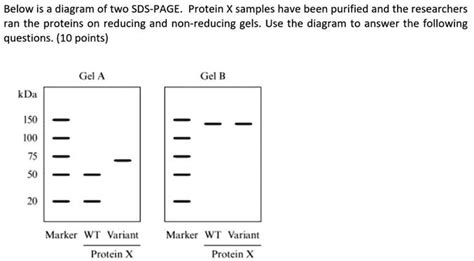 Solved Below Is A Diagram Of Two Sds Page Protein X Samples That Have