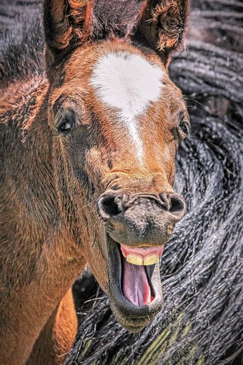 Laughing Horse Photograph By Jennie Marie Schell