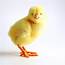 The Meaning And Symbolism Of Word  «Chick»