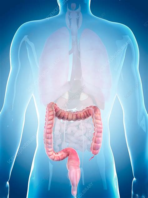 Colon may also refer to: Human colon - Stock Image - F016/2166 - Science Photo Library