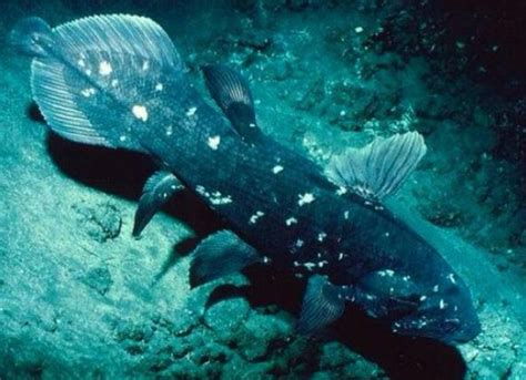 √ Extinct Fish Found Coelacanth 1938 Jrf