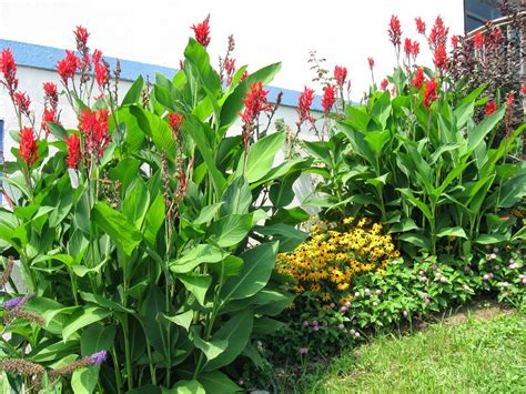 Check spelling or type a new query. cannas plants | Cannas are lush tropical plants, grown as ...