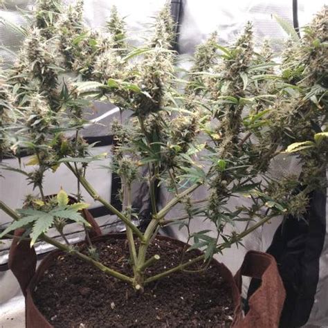 Quebec Cannabis Seeds Qcs Auto Purple Kush Grow Journal By Cheebainu