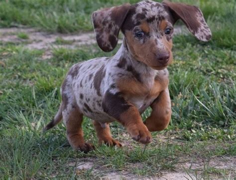 55 Miniature Dapple Dachshund Puppies For Sale In Texas Pic