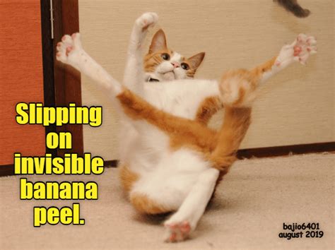 whoopsie funny excuses funny cat memes funny