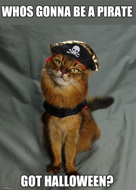 Pirate Cat Imgflip