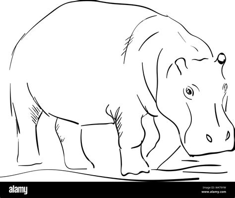 Hippo Drawing Illustration Vector On White Background Stock Vector