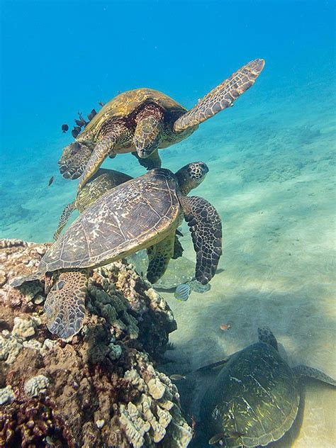 Male tigers usually travel further than females. Pin on Free Things to do on Maui | Maui Travel Tips