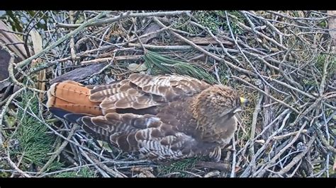 Baby Red Tailed Hawk Hatches On Hawk Cam