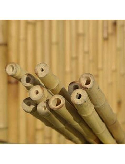 Lot de 10 tiges bambou naturelles diamètre 2 cm Bambouland Tiges en