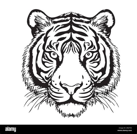 Tiger Face Sketch Hand Drawn In Cartoon Style Illustration Stock Vector