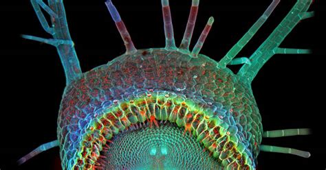 Its A Trap Micro Monster Takes Olympus Bioscapes Photo Prize