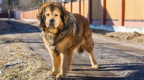 Tibetan Mastiffs The 200lbs Bear Dogs Petsradar