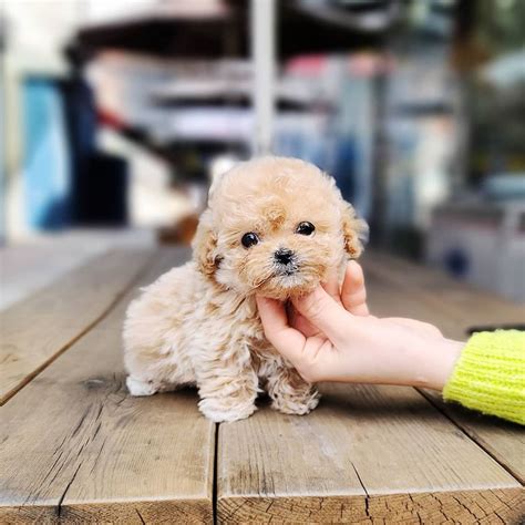 Poodle Akc Toyteacup Poodle Puppies Dogs For Sale Price