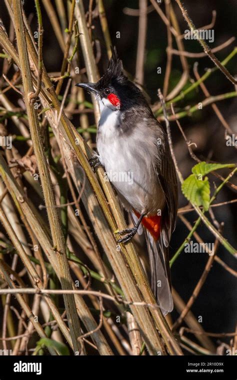 Red Whiskered Bulbul Mount Abu Rajasthan India Stock Photo Alamy