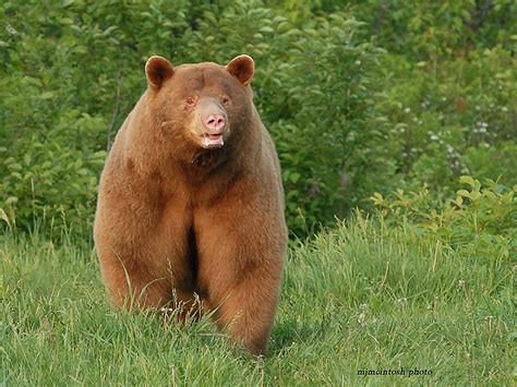 North American Black Bear Wise About Bears