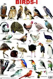 Sikkim animals name chart : birds with names - Google Search | Birds And Birds ...