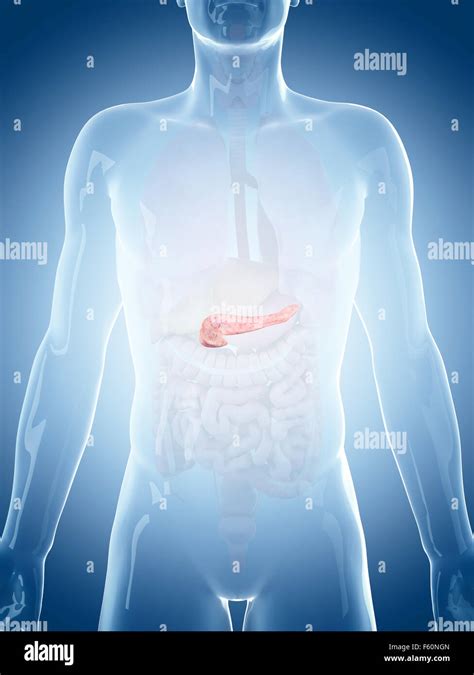Medically Accurate Illustration Of The Pancreas Stock Photo Alamy