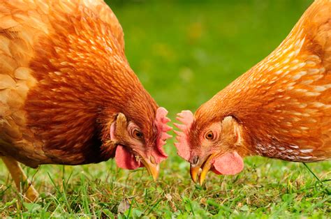 ultimate guide to raising backyard chickens clean air gardening