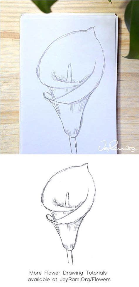 How To Draw A Calla Lily Step By Step Jeyram Art Lilies Drawing