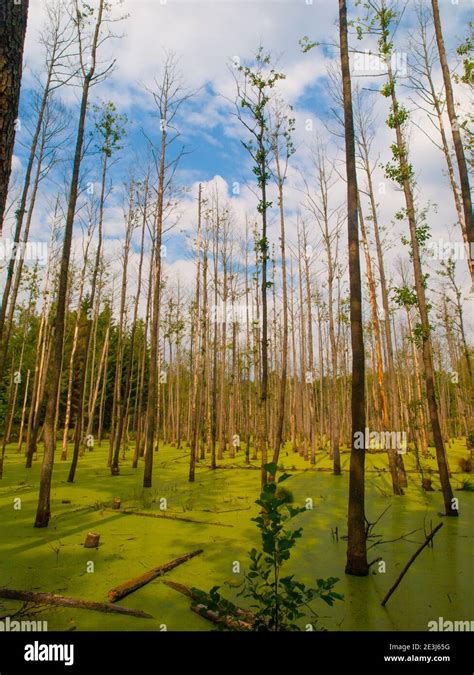 Wet Forest Swamp Full Of Green Algae Stock Photo Alamy