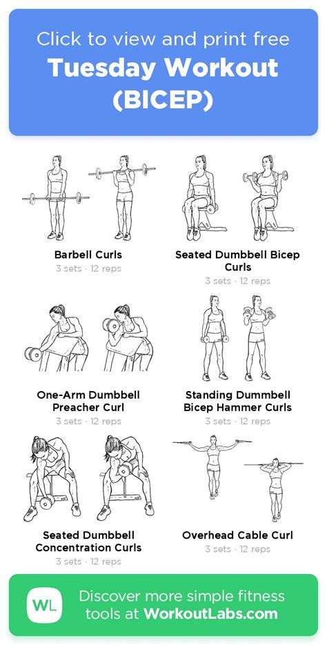 Tuesday Workout Bicep Click To View And Print This Illustrated