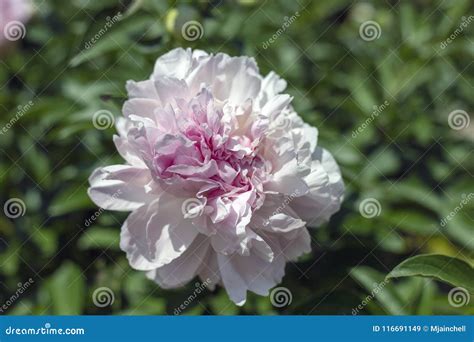 White Peony With Pink Center Bloom Stock Image Image Of Flowers