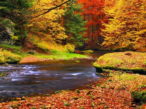 壁纸 秋季，森林，树木，树叶，河 1920x1440 Hd 高清壁纸 图片 照片