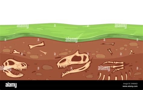 Huesos Paleontológicos Arqueología Esqueleto De Dinosaurio