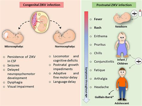 Frontiers Maternal Fetal Interplay In Zika Virus Infection And