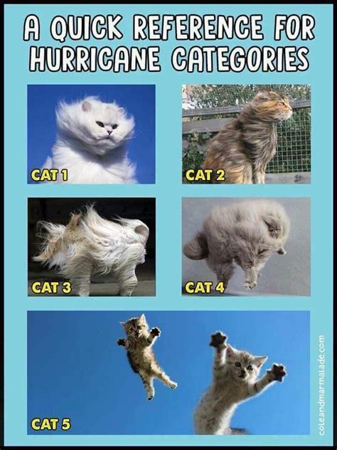 Pin By Palmetto Picker On All About Cats Funny Animal Pictures Cats