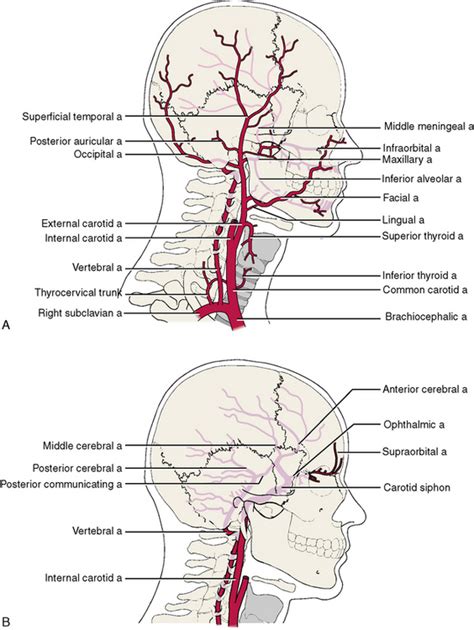 Brain structures supplied by internal carotid artery. 8: Systemic Anatomy of the Head and Neck | Pocket Dentistry