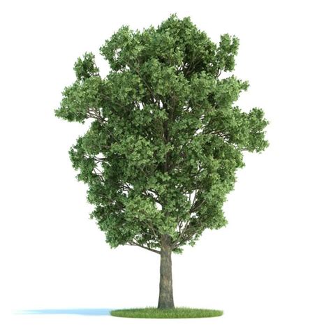 Green Leafed Tree 3d Model Cgtrader