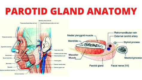 Parotid Gland Anatomy Youtube