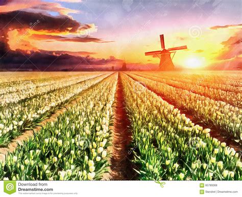 White Plantation Of Tulips At Sunset Holland The Works In The Stock