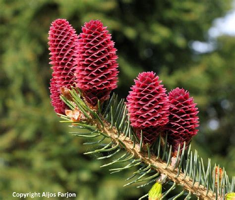 Coniferous forests consist mostly of conifers, which are trees that grow needles instead of leaves and cones instead of flowers. Home Page - BRAHMS Online