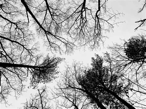 Staunton Tree Stewards | Staunton VA