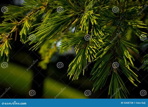 Pine Tree Branches Stock Photo Image Of Coniferous Sunshine 5268728