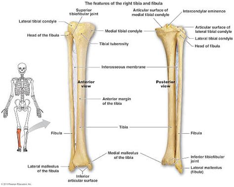 Bones Of Legs Femur Tibia Fibula Patella Diagrams
