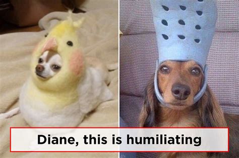 19 Funny Dogs Meme That Make You Laugh All Day Memesboy