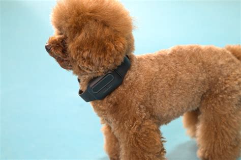 This AI-powered dog bark collar safely trains your furry friend to bark