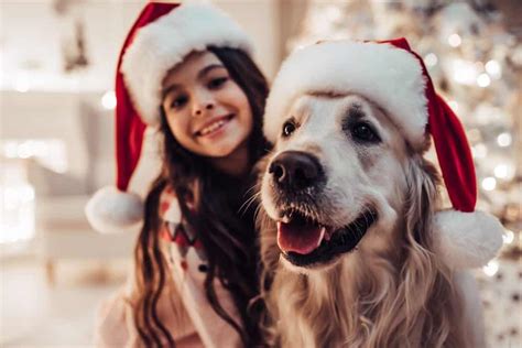 It was slow with its plot. 82 Heartwarming Christmas Dog Movies to Watch With Your ...