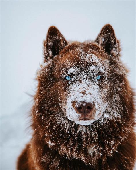This Brown Siberian Husky Is One Of The Most Beautiful Dogs On Instagram